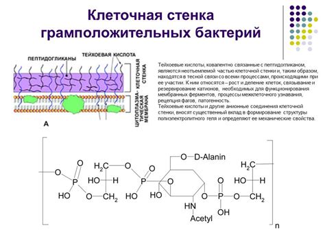 Усиленное развитие микроорганизмов