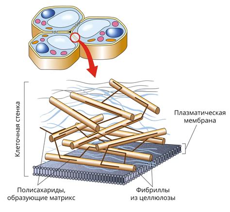 Устройство клеточной стенки: