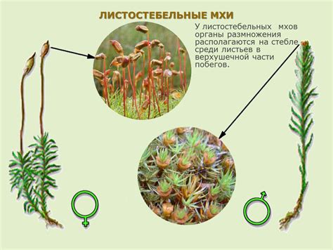 Устройство листьев мхов