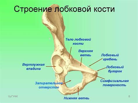 Устройство лобковой области