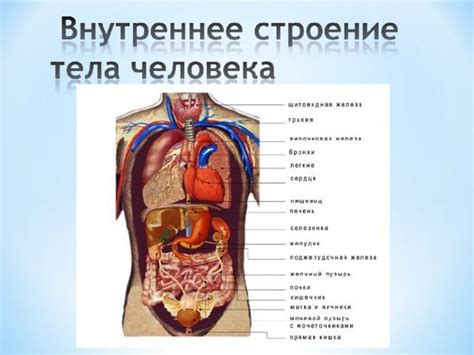 Устройство человеческого тела