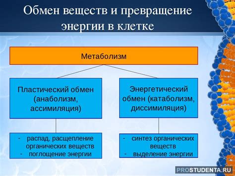 Утилизация отходов обмена веществ в клетке