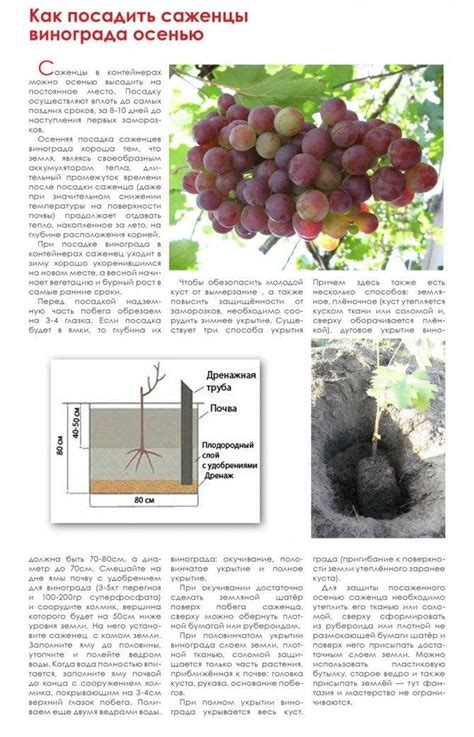 Уход за виноградом в сентябре на Урале