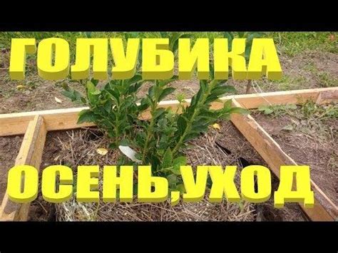 Уход за голубикой в осенний период