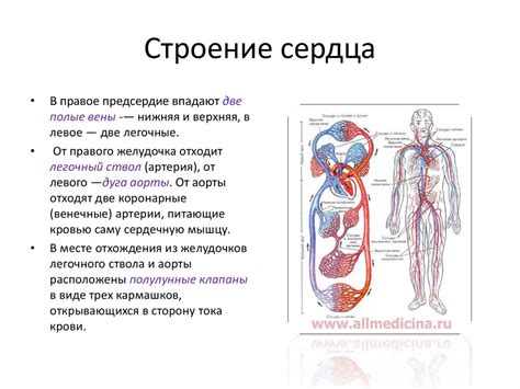 Ухудшается работа сердца и сосудов