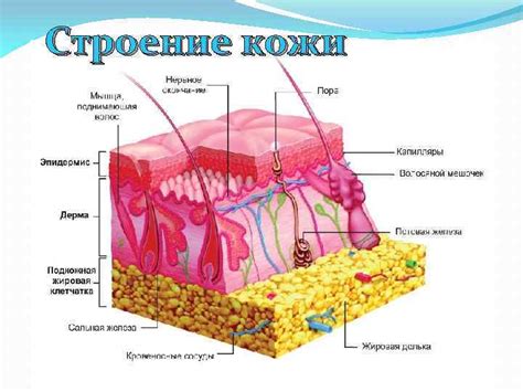 Ухудшение кожного покрова