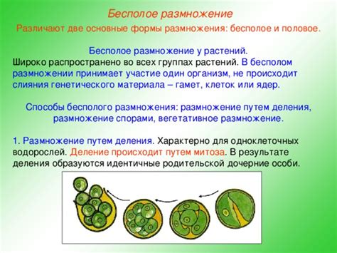 Участие в размножении растений