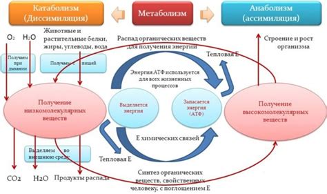 Участие каталазы в метаболических процессах