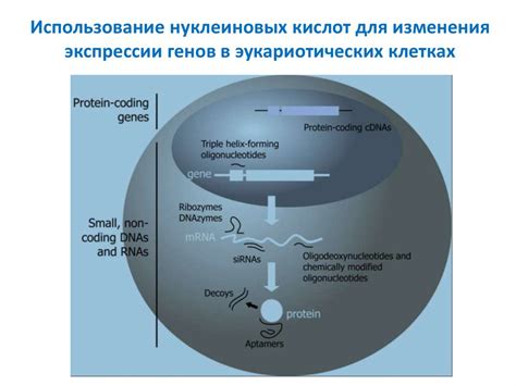 Участие нуклеиновых кислот в генной экспрессии