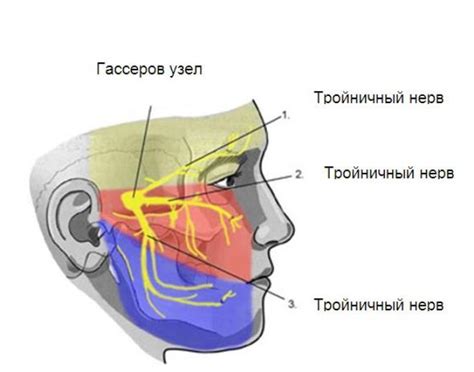Участие тройничного нерва в жевательной мускулатуре