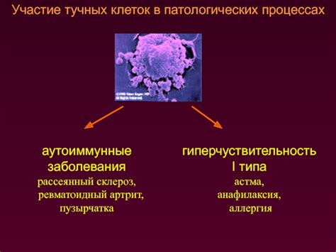 Участие тучных клеток в воспалительных процессах