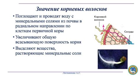 Участие цитоплазмы в транспорте веществ