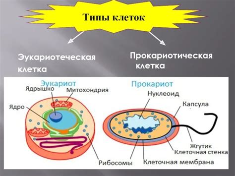 Участие ядра эукариотной клетки в делении