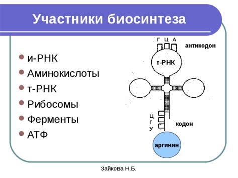 Участники биосинтеза