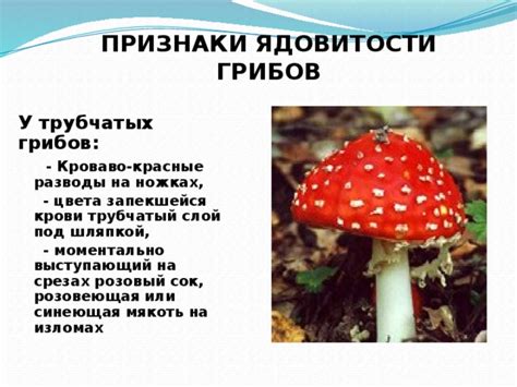 Учебные курсы по оценке ядовитости грибов