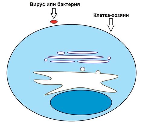 Фагоцитоз: сущность и механизм