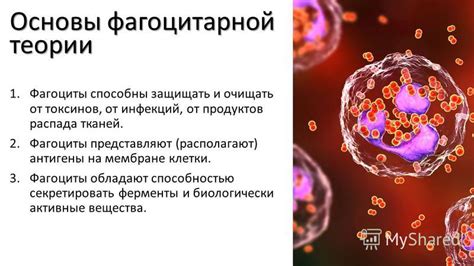 Фагоциты: защитники организма от инфекций