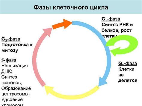 Фазы биосинтеза