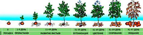 Фазы развития и репродукция