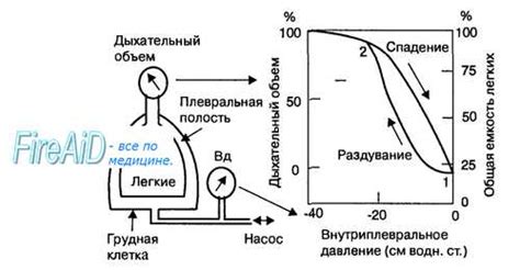 Факторы, влияющие на длительность вдоха