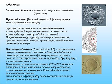 Факторы, влияющие на успешность оплодотворения