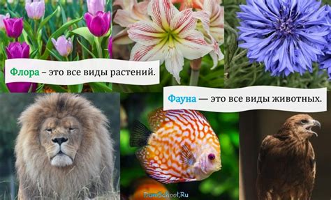 Фауна и фитоценозы