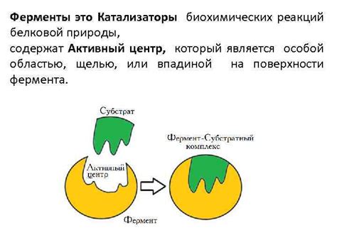 Ферменты: ключевые катализаторы биохимических реакций