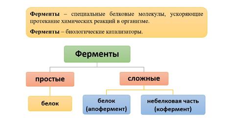 Ферменты алат и асат: их значение и роль в организме