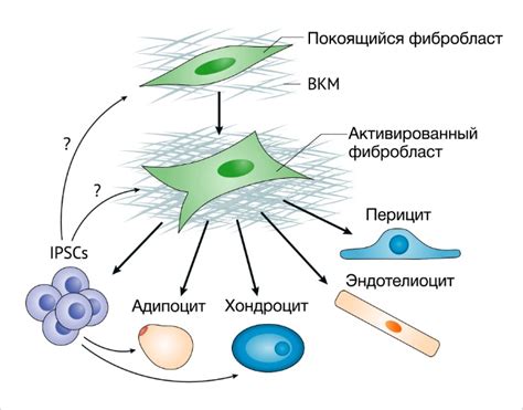 Фибробласты