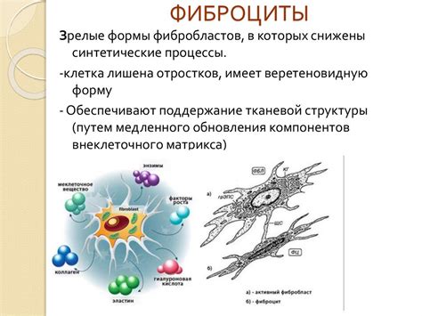 Фибробласты: основные характеристики и функции