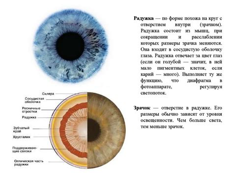 Физиологические особенности глаз