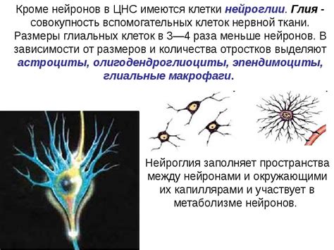 Физиологические особенности обонятельных клеток