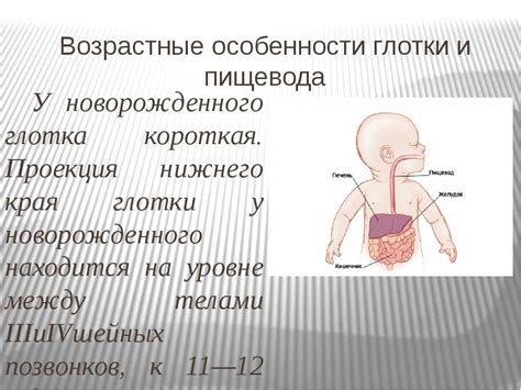 Физиологические особенности органов