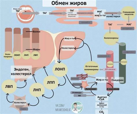 Физиология накопления жирового слоя