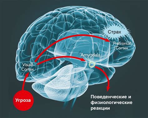 Физическая реакция на страх