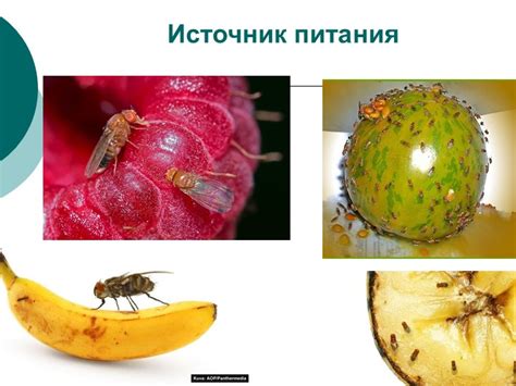 Физические методы борьбы с мухами