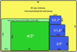 Физические отличия и размеры