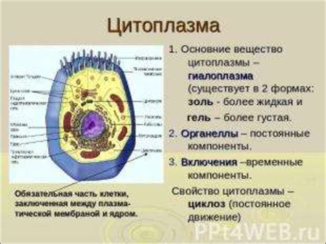 Физические свойства цитоплазмы