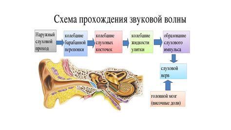 Физические характеристики сорок