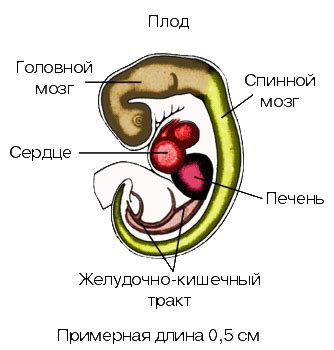 Физический рост