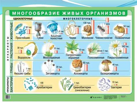 Филогенетика и классификация организмов