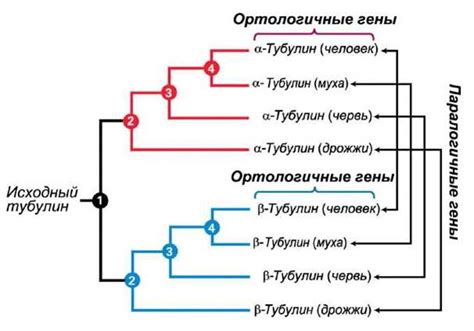 Филогенетический анализ