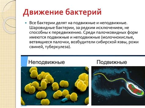 Флагеллы и пили: движение и прикрепление бактерий