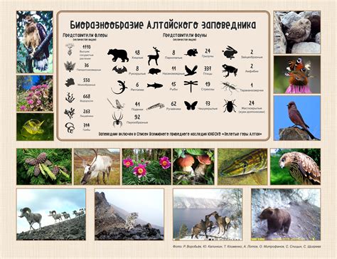 Флора и фауна Врангельского заповедника