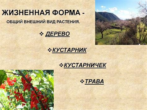 Форма и высота растений