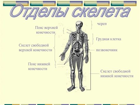 Форма тела и конечностей