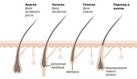 Формирование волос на лобковой области