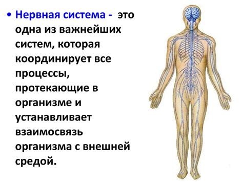 Формирование нервной системы