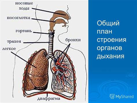 Формирование органов дыхания