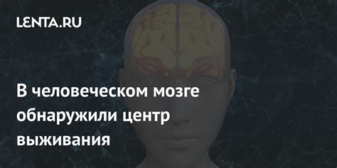 Формирование ответов на аудиоимпульсы в человеческом мозге